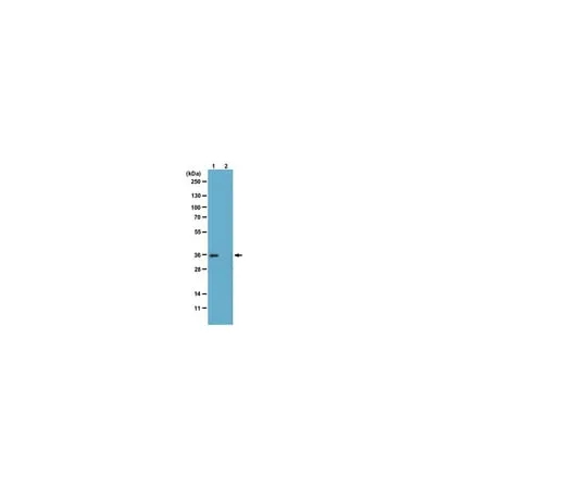 62-8374-65 Anti-phospho-Histone H1, clone 12D11; 200 μL 05-1324