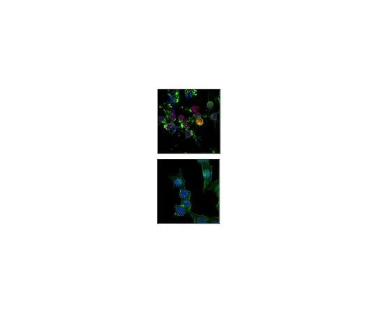 62-8383-88 Anti-phospho H2A.X (Ser139), Alexa Fluor(R) 647 Conjugate 07-164-AF647