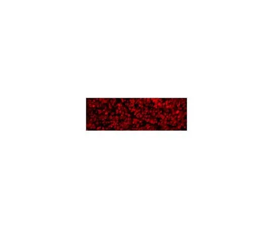 62-8468-20 Anti-RBPMS Antibody ABN1362