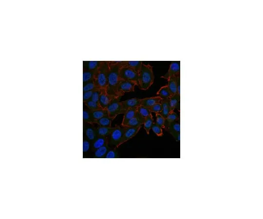 62-8370-58 Anti-Src Antibody, clone GD11, Alexa Fluor(R) 488 conjugate 05-184-AF488