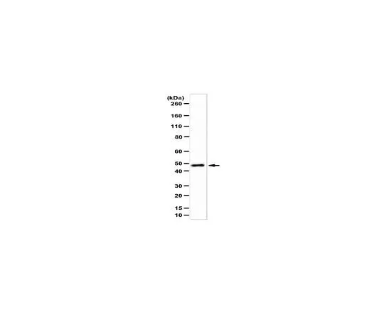 62-8458-49 Anti-ADE2/SAICAR synthetase ABC482