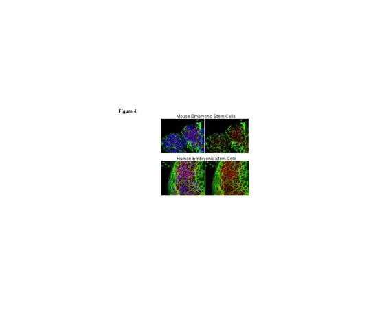 62-8367-68 RIPAb+(TM) PUM2; 10 assays 03-241