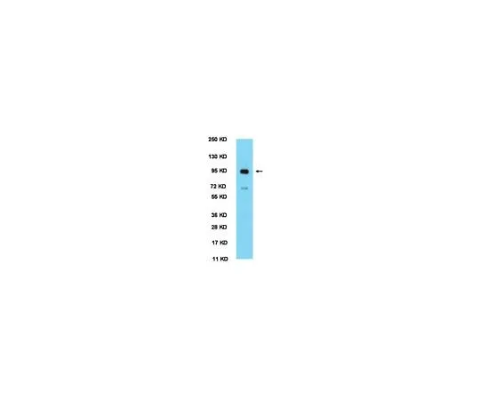 62-8446-38 Anti-CLOCK; 100 μL AB2203