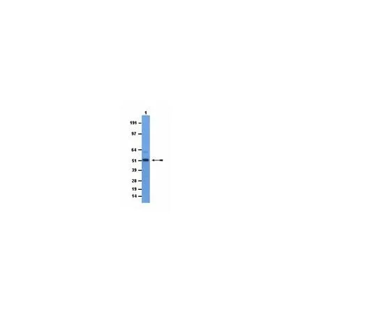 62-8448-40 Anti-mGCM1; 100 μg AB3749