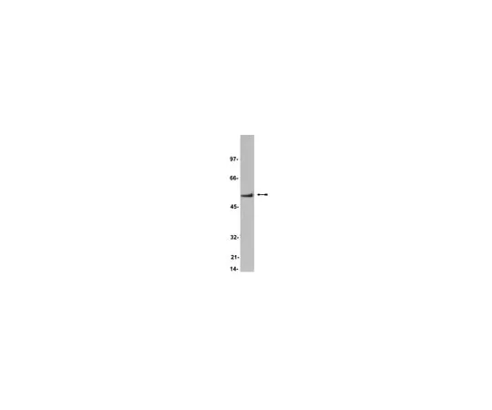 62-8371-61 Anti-CaM Kinase II, α subunit, clone 6G9; 100 μg 05-532