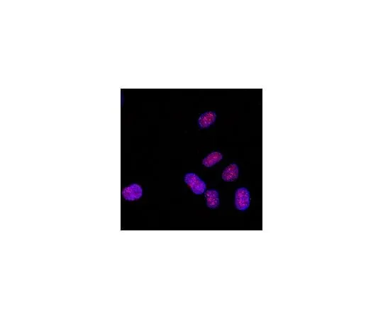 62-8385-06 Anti-monomethyl-Histone H3 (Lys4); 200 μg 07-436