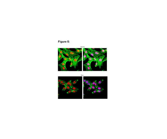 62-8367-37 RIPAb+(TM) HuR; 10 assays 03-102