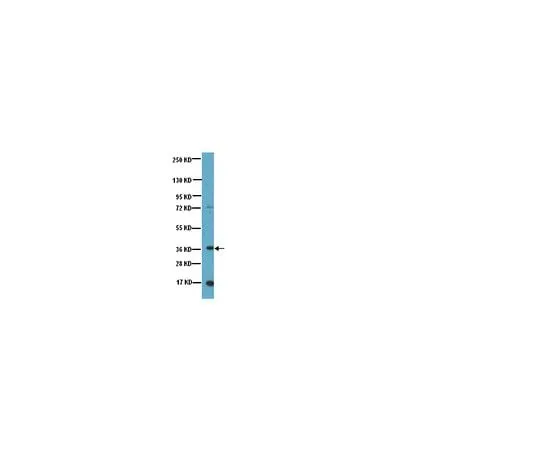 62-8451-25 Anti-Nanog, N-terminus; 100 μg AB5731