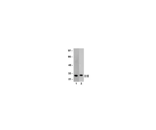 62-8372-93 Anti-GST Tag; 200 μg 05-782