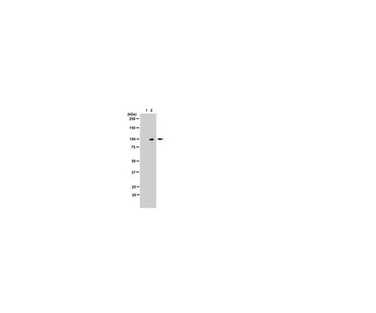 62-8373-57 Anti-phospho-STAT5A/B (Tyr694/699), clone 94-10C-9-10C-2; 100 μL 05-886R