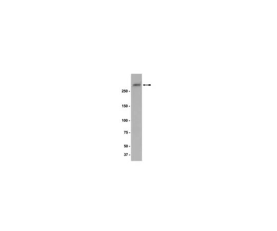 62-8372-52 Anti-NG2, clone 132.38; 200 μg 05-710
