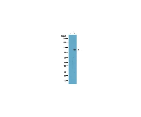 62-8374-08 Anti-Phospho-Stat1 (Tyr701), clone 5C9.2; 100 μg 05-1064