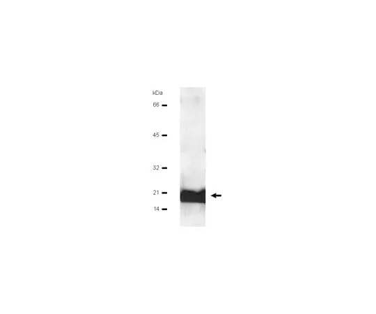 62-8370-52 Anti-Calmodulin; 100 μg 05-173