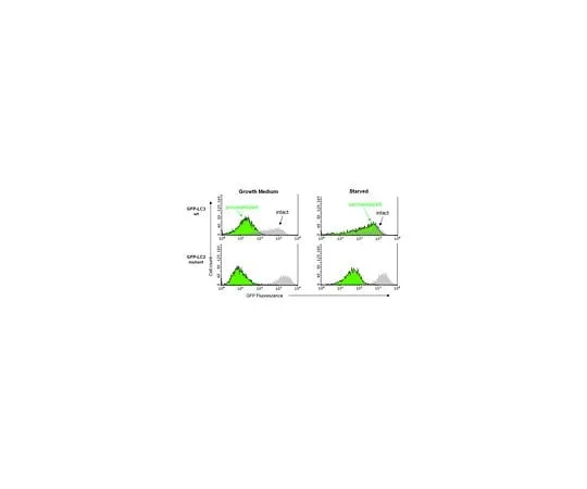 62-8394-66 LentiBrite(TM) GFP-LC3-II Enrichment Kit (Flow Cytometry) 17-10230