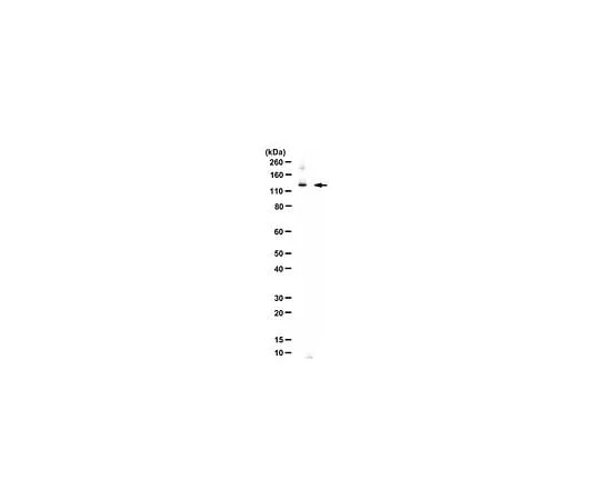 62-8459-26 Anti-BAG6 (BAT3) ABC1437