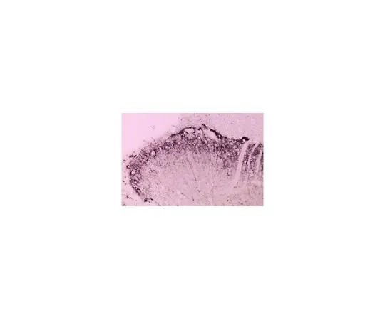 62-8450-82 Anti-Brain Derived Neurotrophic Factor, pro; pro BDNF; 20 μg AB5613P