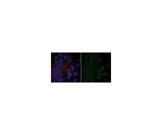 62-8371-21 Anti-Bin1 Antibody, clone 99D Antibody, Alexa Fluor(R) 488 Conjugate 05-449-AF488