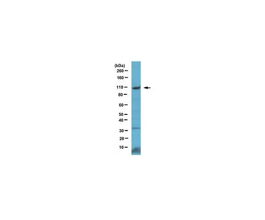 62-8463-53 Anti-Brd4 ABE1391