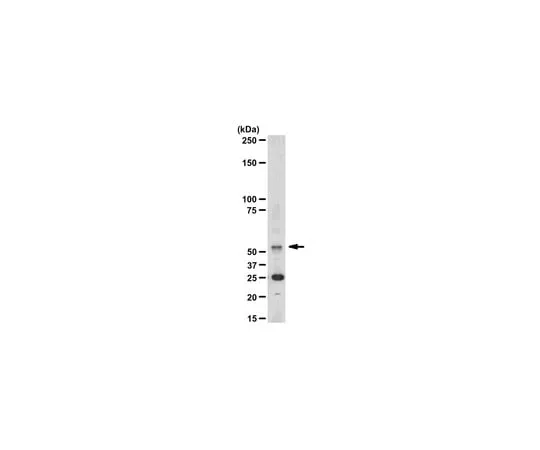 62-8368-97 Anti-Calmodulin Binding Protein Epitope Tag, clone C16T; 100 μL 04-932