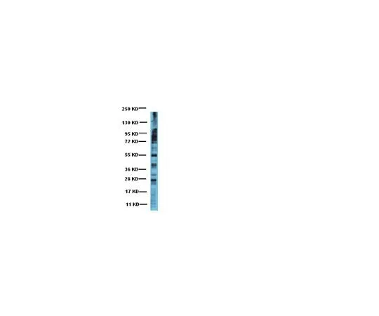 62-8445-55 Anti-Phosphoserine; 50 μg AB1603