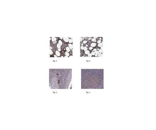 62-8464-44 Anti-NLRP3 Antibody Cat. No. ABF23 ABF23