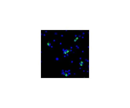 62-8465-62 Anti-NeuN (rabbit polyclonal), Alexa Fluor(R) 488 Conjugate; 100 μL ABN78A4