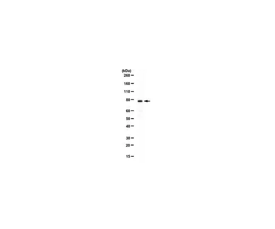 62-8464-24 Anti-Ash2L Antibody ABE1972