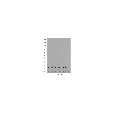 62-8374-51 Anti-monomethyl Histone H3 (Lys9), clone CMA306; 100 μg 05-1248