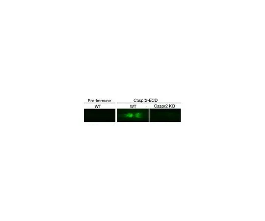 62-8468-29 Anti-Caspr2, extracellular domain ABN1380
