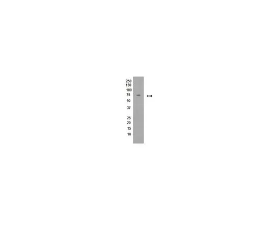 62-8368-39 Anti- PP2A, B subunit, B56 delta, clone H5D12 04-639