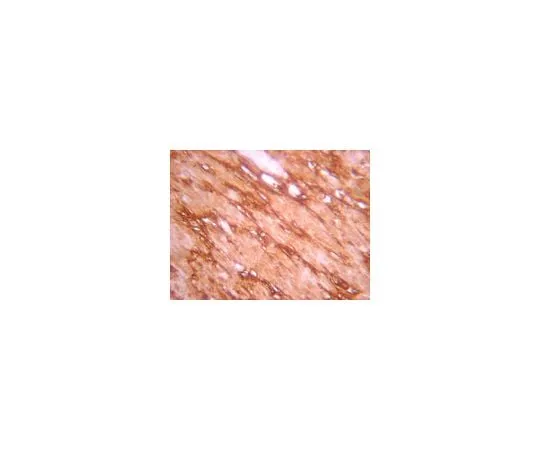 62-8387-27 Anti-Notch 1, Intracellular ;200 μL 07-1231