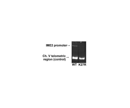 62-8384-64 Anti-acetyl-Histone H3 (Lys27) Antibody Trial Size 07-360-S