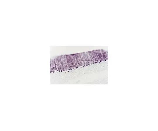 62-8445-12 Anti-Neurotrophin 3; 20 μg AB1532P