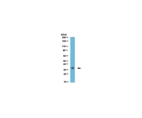62-8458-43 Anti-Fhl1 Antibody Cat. No. ABC474 ABC474