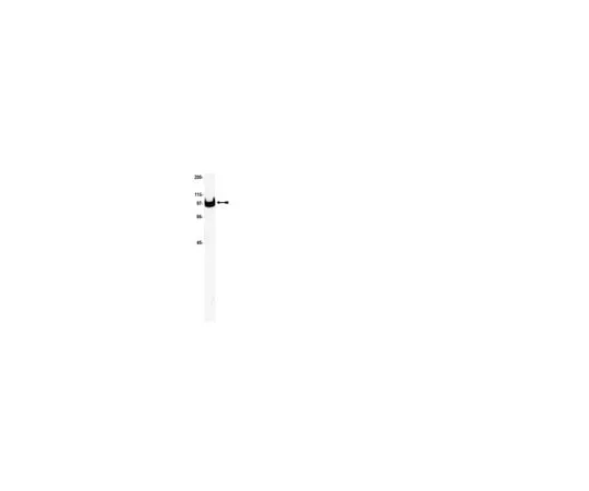 62-8370-90 Anti-Na+/K+ ATPase α-1, clone C464.6; 50 μg 05-369