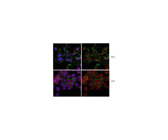 62-8382-73 Anti-Axin-1; 100 μg 06-1049