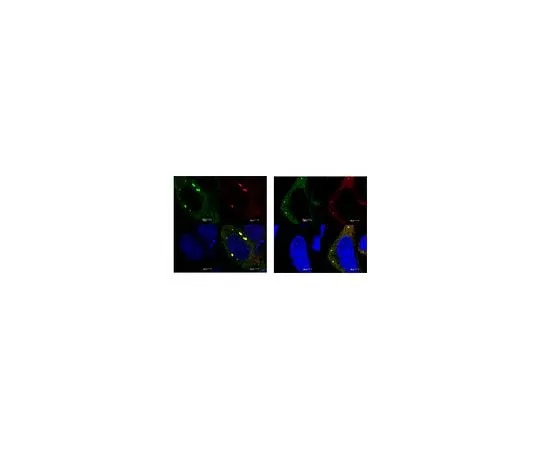 62-8462-11 Anti-YTHDF2 ABE542