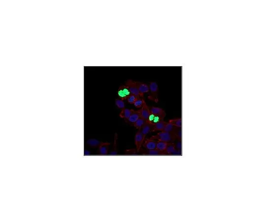 62-8381-65 Anti-phospho-Histone H3 (Ser10) Alexa Fluor(R) 488 Conjugate 06-570-AF488
