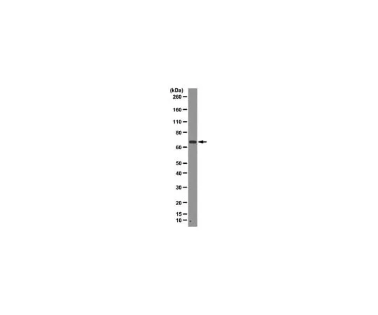 62-8369-08 Anti-PRMT5, clone 23C7; 100 μg 04-1460