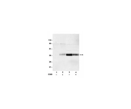 62-8384-31 Anti-phospho-LAT (Tyr191); 200 μg 07-278
