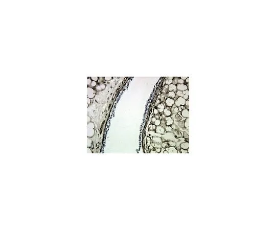 62-8444-55 Anti-Collagen Type IV; 200 μg AB769