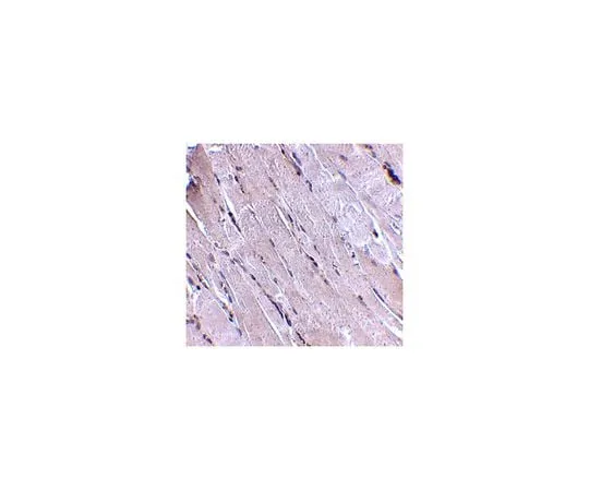 62-8467-43 Anti-Wnt-10b ABN475