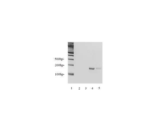 62-8393-33 EZ-Zyme(TM) Chromatin Prep Kit; 1 kit 17-375