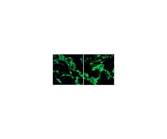 62-8450-74 Anti-Sox2, Alexa Fluor(R) 488 Conjugate; 100 μL AB5603A4