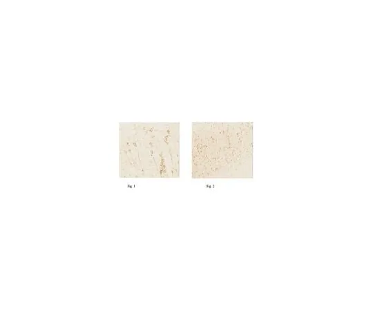 62-8444-34 Anti-Fluorescent Gold Antibody Cat. No. AB153-I AB153-I