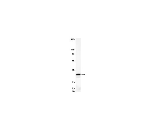62-8381-24 Anti-Giα3; 50 μL 06-270