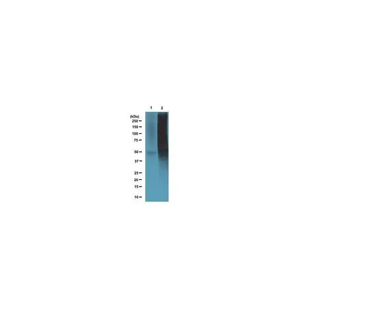 62-8392-78 Anti-Nitrotyrosine Magnetic Bead Conjugate; 200 μL 16-310