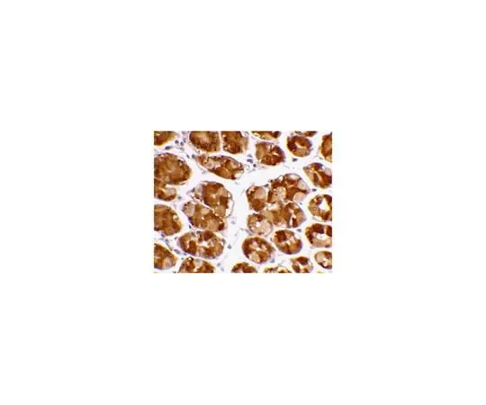 62-8464-76 Anti-TRIM5 alpha ABF206