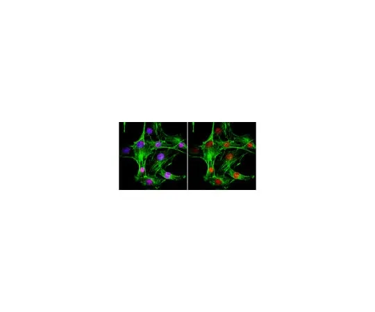 62-8375-38 Anti-MDC1, clone P2B11; 100 μg 05-1572