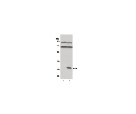 62-8391-51 Rap1 Assay Reagent (Ral GDS-RBD, agarose); 650 μg 14-455